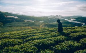 Read more about the article Assam Tea – The Bold and Flavorful Essence of India