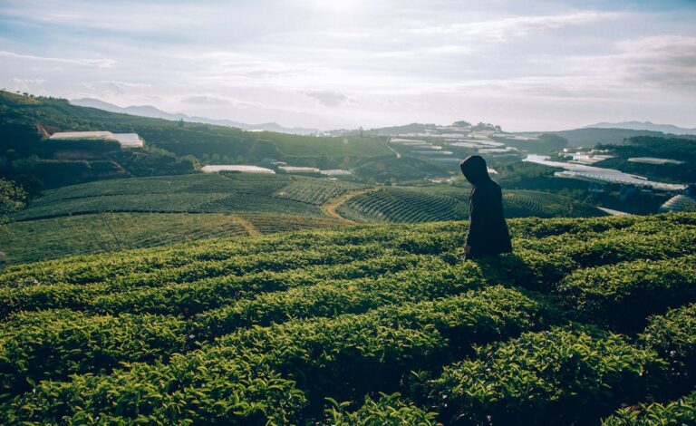 Assam Tea – The Bold and Flavorful Essence of India