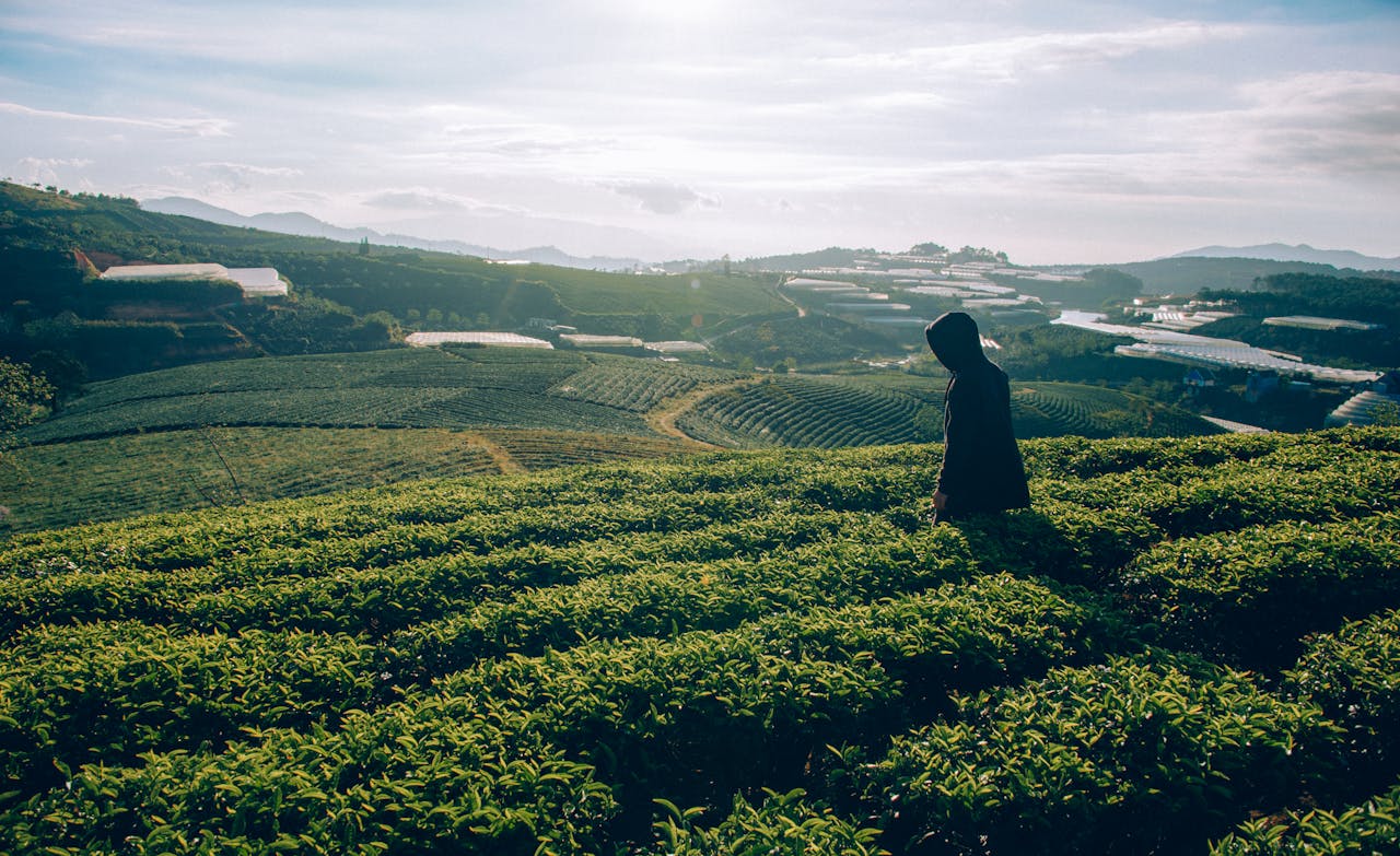 You are currently viewing Assam Tea – The Bold and Flavorful Essence of India